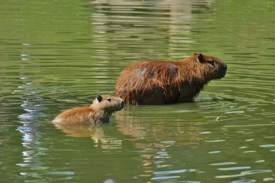 Capivaras e seu filhote, na Lagoa da Pampulha, em pleno centro urbano (Foto: Carlos Avelin/Portal PBH)