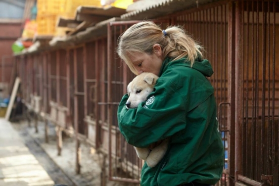 Direitos dos animais - Foto: Human Society International
