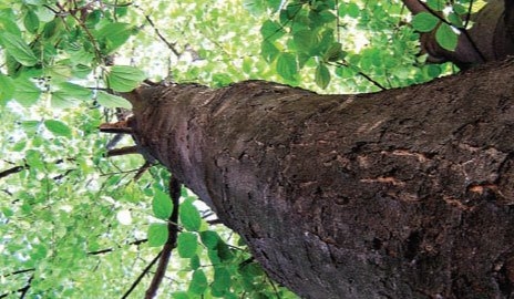 Projeto da PBH busca autorizar a venda ou a permuta dos 414 lotes localizados nas proximidades da Estação Ecológica de Fechos