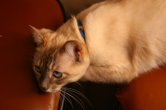 Gato de pelo amarelo e olhos azuis. Coleira azul. Deitado sobre cadeiras vermelhas.