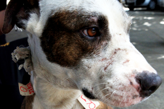 Cão de pequeno porte, branco com mancha marrom no olho
