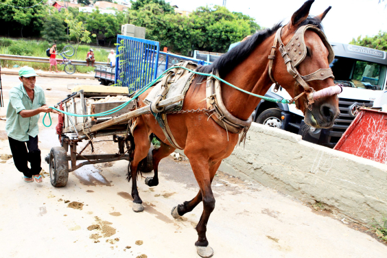 Um cavalo puxa uma carroça cheia de restos de construção, guiado por um homem. que usa camisa verde e boné. 