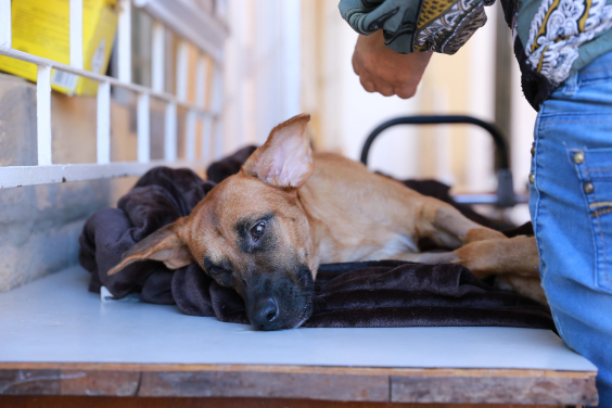 |Imagem de um cão na cor caramelo deitado em uma maca recebendo atendimento