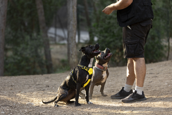 cães sendo adestrados por treinador