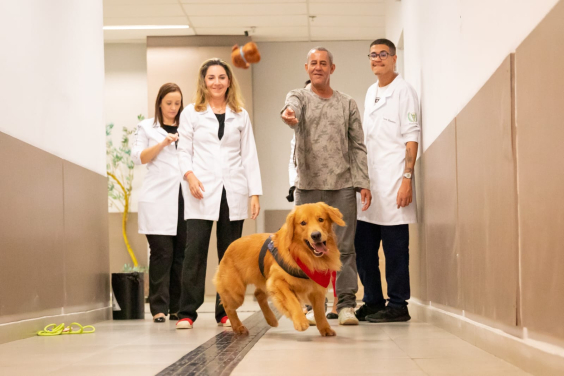 Cachorro da raça golden retriever do projeto Aumor corre atrás de bolinha, observado por médicos, enfermeiros e paciente