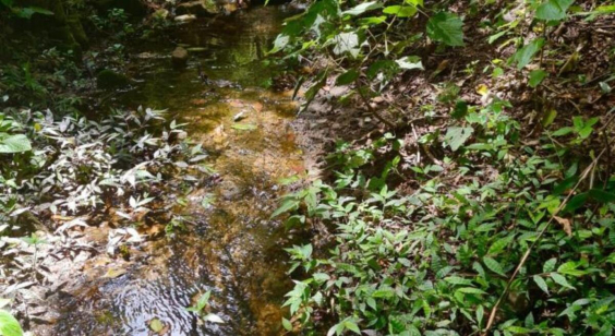 A foto mostra a mata da Izidora, com pequeno rio e mato ao redor