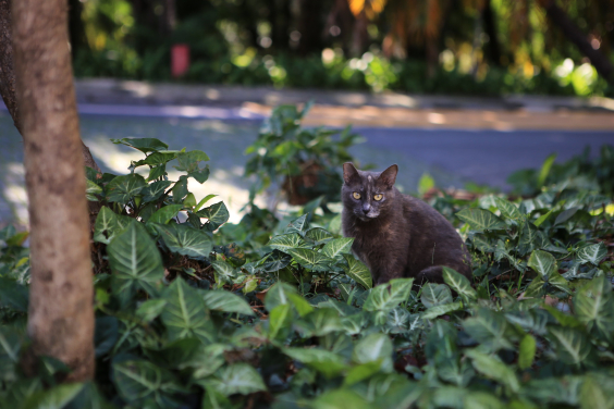 Gato fotografado em área verde
