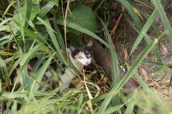 Gato em meio a um local de mata