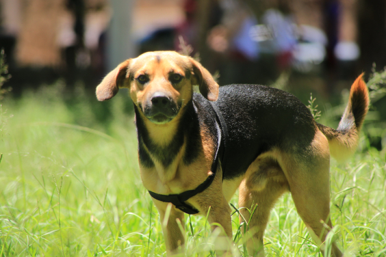 Cachorro sem raça definida em jardim