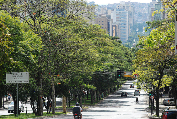 Árvores no canteiro central de avenida de BH