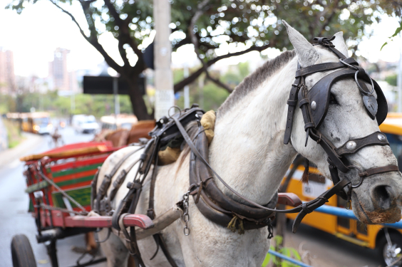 Cavalo atrelado a carroça