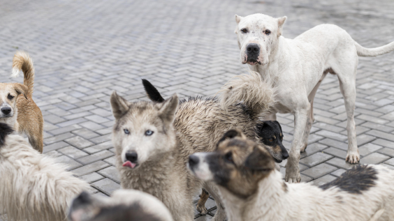 Cachorros reunidos em bando
