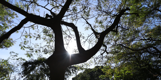 Copa de árvore com o sol ao fundo