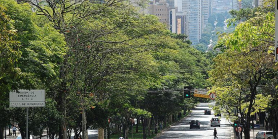 Trecho de avenida com árvores em seu canteiro central