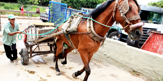Cavalo sendo utilizado em carroça