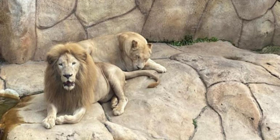leões do zoologico de bh