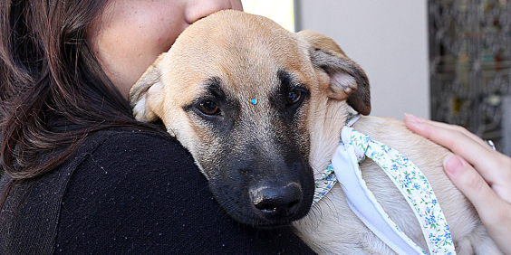 Mulher segura cachorro no colo