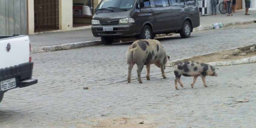 Animais soltos: parlamentares e sociedade civil vão analisar riscos para motoristas - Foto: Maurício Braga