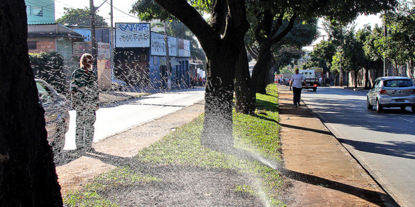 Devido à arborização, BH já recebeu a alcunha de "cidade jardim"