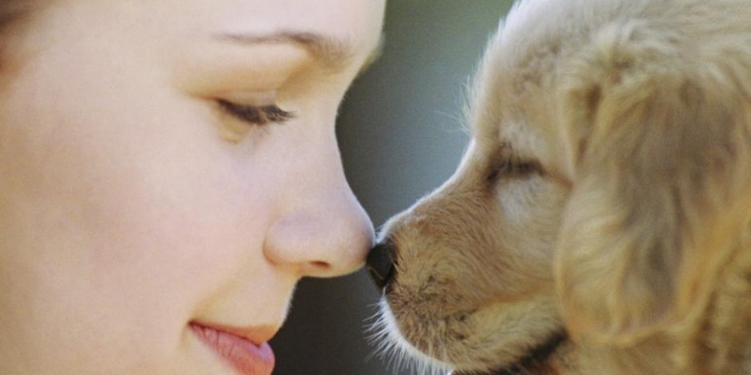 Um dos avanços é a proibição da utilização de animais, selvagens ou domésticos, em circos