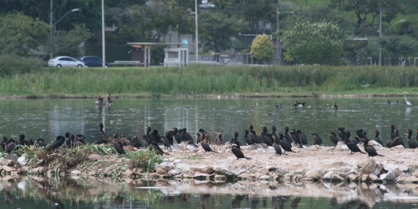 CMBH volta a debater problemas na Lagoa da Pampulha