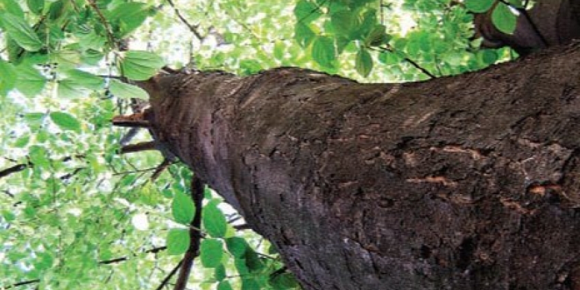 Projeto da PBH busca autorizar a venda ou a permuta dos 414 lotes localizados nas proximidades da Estação Ecológica de Fechos