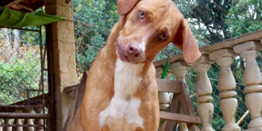 Cachorro
