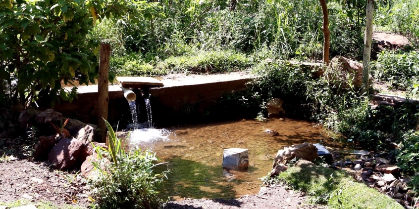 vasta cobertura vegetal no entorno de nascente de água