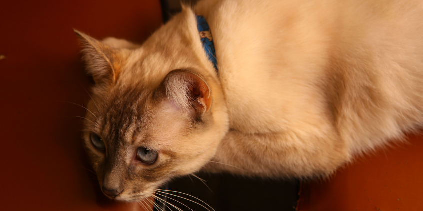 Gato de pelo amarelo e olhos azuis. Coleira azul. Deitado sobre cadeiras vermelhas.