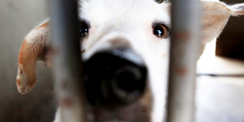 Filhote de cão preso em uma cela