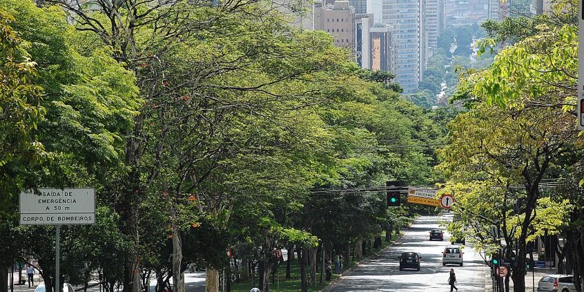 Cerca de trinta árvores em canteiro de avenida, com carros transditando e uma pessoa, ao fundo, atravessando a avenida, em um cenário urbano, durante o dia.