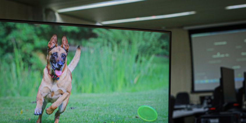 No computador, imagem de cão da raça pastor alemão corre atrás de frisbee em gramado, durannte o dia