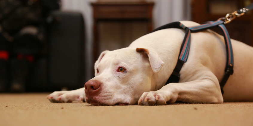 Cão branco, deitado no chão com a cabeça entre as patas e olhar de tristeza está preso por corrente