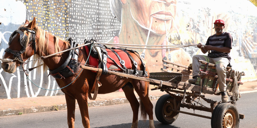 Homem dirige carroça puxada por cavalo, durante o dia.