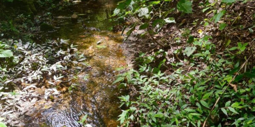 A foto mostra a mata da Izidora, com pequeno rio e mato ao redor