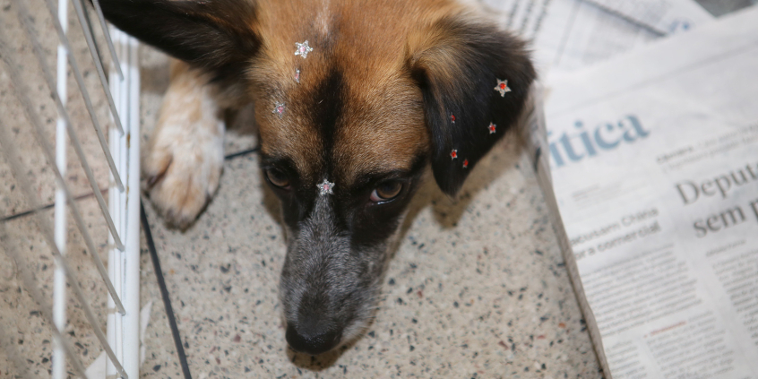 Cachorro deitado