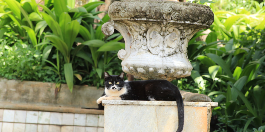 imagem de gato descansando em cima de monumento em praça pública
