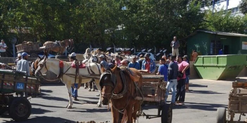 Carroças puxadas por cavalos em rua de Belo Horizonte