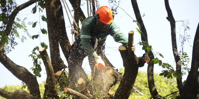 Homem trabalha em poda de árvore