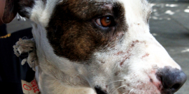 Cão de pequeno porte, branco com mancha marrom no olho