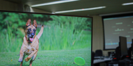 No computador, imagem de cão da raça pastor alemão corre atrás de frisbee em gramado, durannte o dia