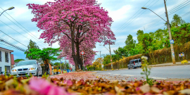 Imagem de um ipê roxo florido, em uma avenida.