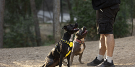 cães sendo adestrados por treinador