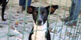 Cachorro dentro de cercado em feira de adoção