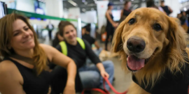 Mulher acompanhada de cão da raça golden retriever dentro de transporte pública