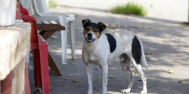 imagem de cachorro vira lata sozinho em rua da capital