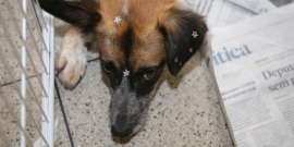 Cachorro deitado