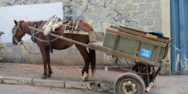 Charrete conduzida por cavalo em calçada de BH