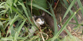 Gato em meio a um local de mata