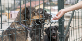 Mão alcança cachorros que estão atrás de uma grade